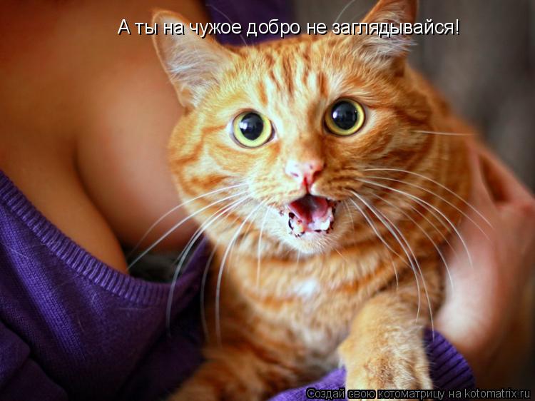 Котоматрица: А ты на чужое добро не заглядывайся!