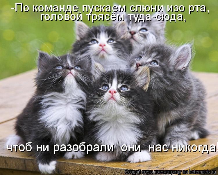 Котоматрица: чтоб ни разобрали  они  нас никогда! -По команде пускаем слюни изо рта,  головой трясём туда-сюда,