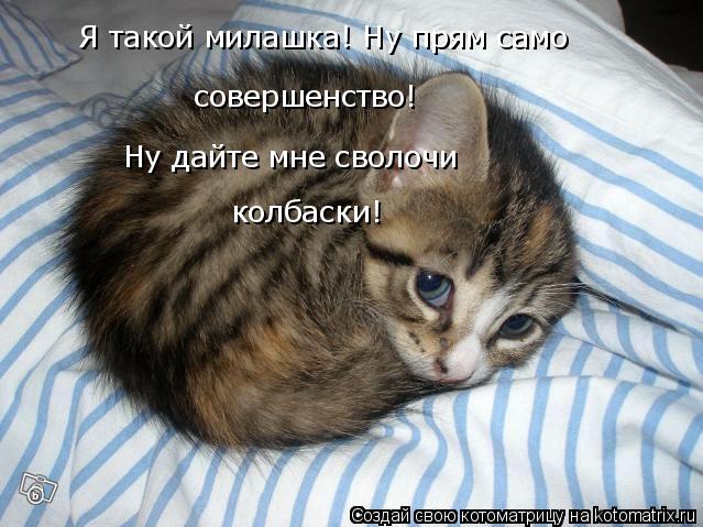Котоматрица: Я такой милашка! Ну прям само  совершенство! Ну дайте мне сволочи колбаски!