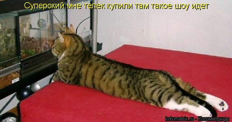 Котоматрица: Суперский мне телек купили там такое шоу идет