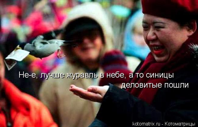 Котоматрица: Не-е, лучше журавль в небе, а то синицы деловитые пошли