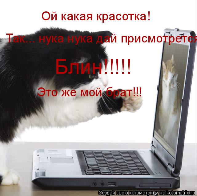 Котоматрица: Ой какая красотка! Так... нука нука дай присмотрется Блин!!!!! Это же мой брат!!!