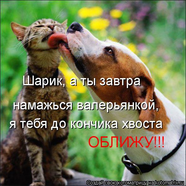 Котоматрица: Шарик, а ты завтра намажься валерьянкой,  я тебя до кончика хвоста  ОБЛИЖУ!!!