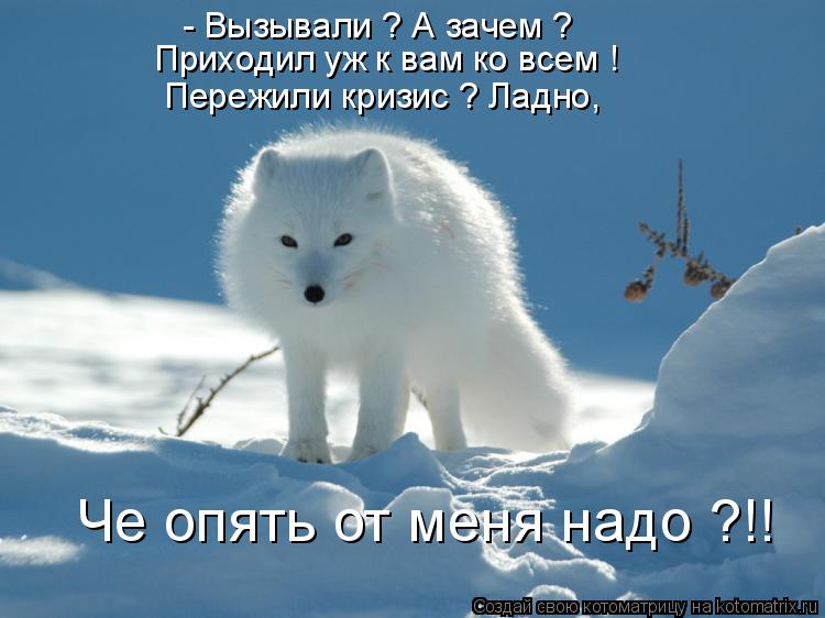 Котоматрица: - Вызывали ? А зачем ? Приходил уж к вам ко всем ! Пережили кризис ? Ладно, Че опять от меня надо ?!!