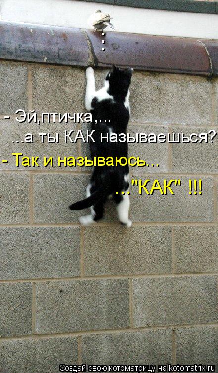 Котоматрица: - Эй,птичка,... ...а ты КАК называешься? - Так и называюсь... ..."КАК" !!! ...