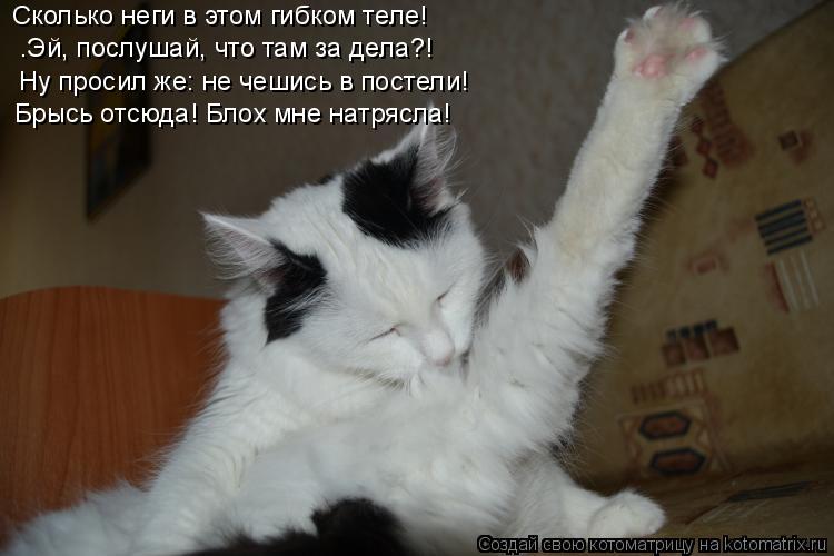 Котоматрица: Сколько неги в этом гибком теле! …Эй, послушай, что там за дела?! Ну просил же: не чешись в постели! Брысь отсюда! Блох мне натрясла!
