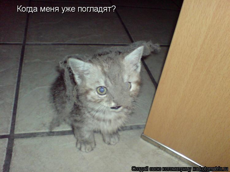 Котоматрица: Когда меня уже погладят?