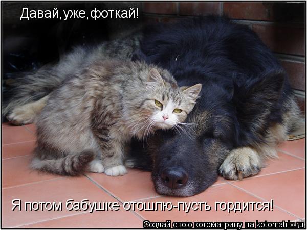 Давай,уже,фоткай! Я потом бабушке отошлю-пусть гордится!... Котоматрица: Давай,уже,фоткай! Я потом бабушке отошлю-пусть гордится!