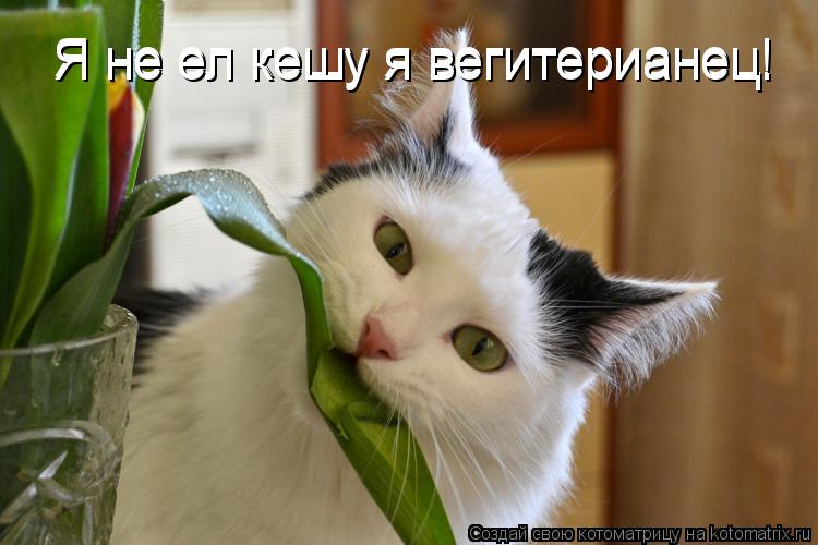 Я не ел кешу я вегитерианец! Я не ел кешу я вегитерианец!... Котоматрица: Я не ел кешу я вегитерианец! Я не ел кешу я вегитерианец!