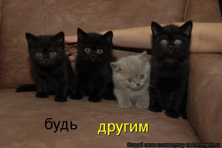 будь другим... Котоматрица: будь другим
