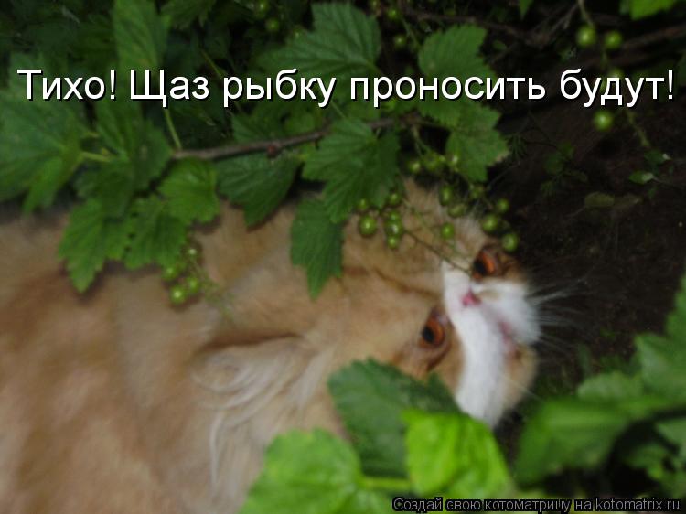 Тихо! Щаз рыбку проносить будут!... Котоматрица: Тихо! Щаз рыбку проносить будут!