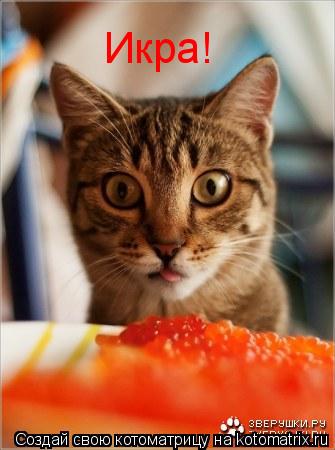 Икра!... Котоматрица: Икра!