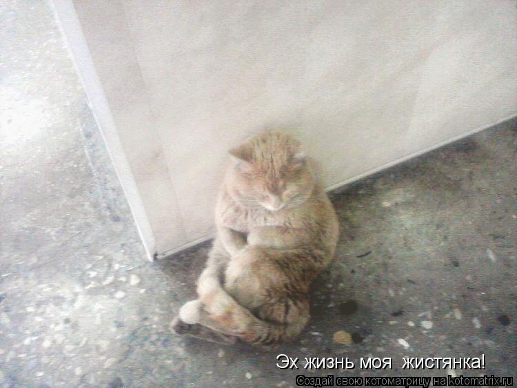 Эх жизнь моя жистянка!... Котоматрица: Эх жизнь моя жистянка!