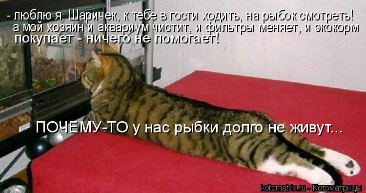 Котоматрица: - люблю я, Шаричек, к тебе в гости ходить, на рыбок смотреть! а мой хозяин и аквариум чистит, и фильтры меняет, и экокорм покупает - ничего не по