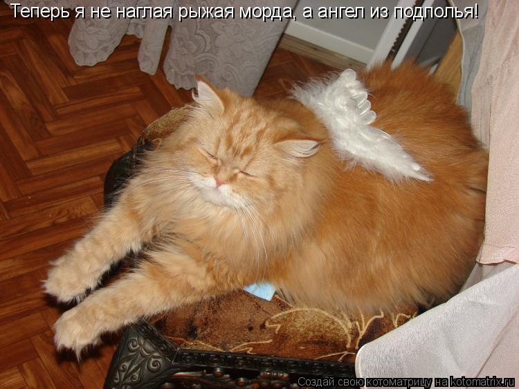 Теперь я не наглая рыжая морда, а ангел из подполья!... Котоматрица: Теперь я не наглая рыжая морда, а ангел из подполья!