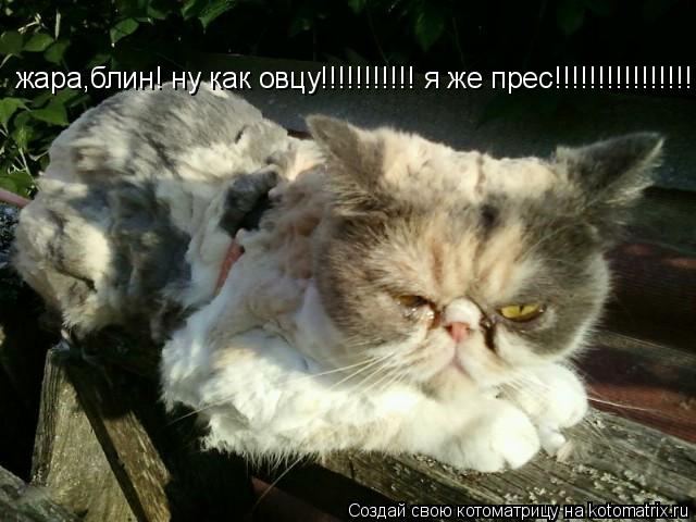 жара,блин! ну как овцу!!!!!!!!!!! я же прес!!!!!!!!!!!!!!!!!!!!!... Котоматрица: жара,блин! ну как овцу!!!!!!!!!!! я же прес!!!!!!!!!!!!!!!!!!!!!