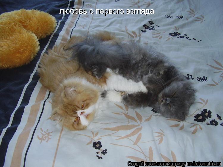 Котоматрица: любовь с первого взгляда