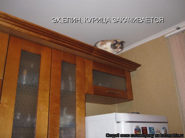 Котоматрица: ЭХ,БЛИН, КУРИЦА ЗАКАЧИВАЕТСЯ