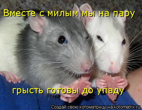 Котоматрица: Вместе с милым мы на пару  грысть готовы до упаду