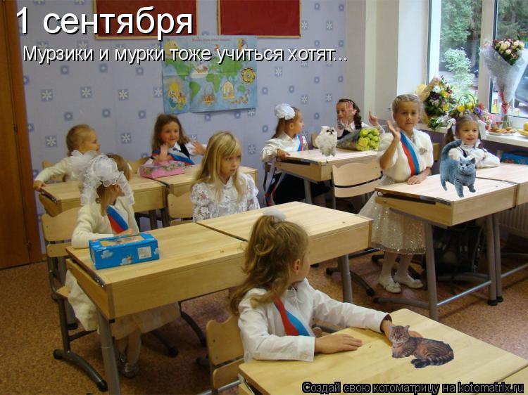 Котоматрица: 1 сентября Мурзики и мурки тоже учиться хотят...