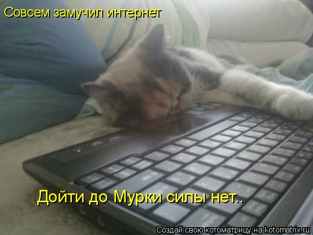 Котоматрица: Совсем замучил интернет Дойти до Мурки силы нет..