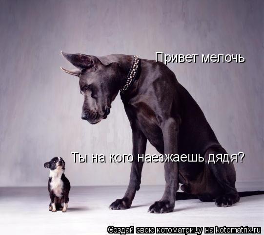 Котоматрица: Привет мелочь Привет мелочь Ты на кого наезжаешь,дядя? Ты на кого наезжаешь,дядя?