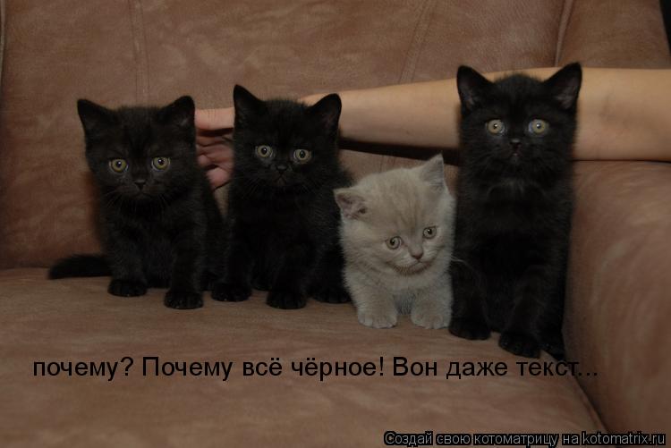 почему? Почему всё чёрное! Вон даже текст...... Котоматрица: почему? Почему всё чёрное! Вон даже текст...