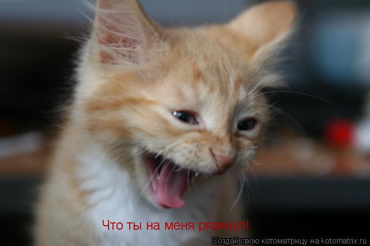 Что ты на меня рявкнул!... Котоматрица: Что ты на меня рявкнул!