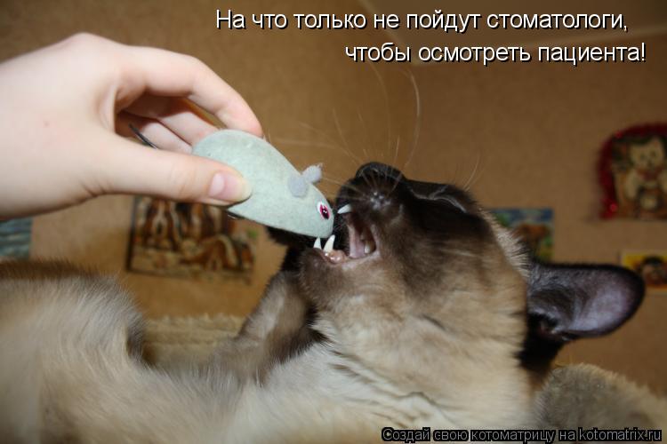 На что только не пойдут стоматологи, чтобы осмотреть пациента!... Котоматрица: На что только не пойдут стоматологи, чтобы осмотреть пациента!