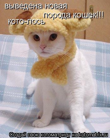 выведена новая порода кошек!!! кото-лось... Котоматрица: выведена новая порода кошек!!! кото-лось