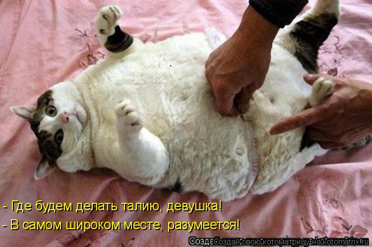 - Где будем делать талию, девушка! - В самом широком месте, разумеется!... Котоматрица: - Где будем делать талию, девушка! - В самом широком месте, разумеется!