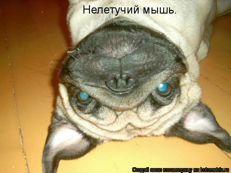 Нелетучий мышь.... Котоматрица: Нелетучий мышь.