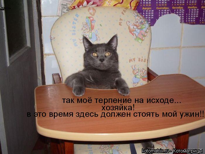 так моё терпение на исходе... в это время здесь должен стоять мой ужин!!! хозяйка!... Котоматрица: так моё терпение на исходе... в это время здесь должен стоять мой ужин!!! хозяйка!