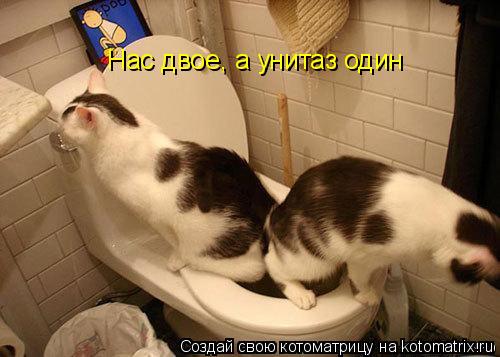 Нас двое, а унитаз один... Котоматрица: Нас двое, а унитаз один