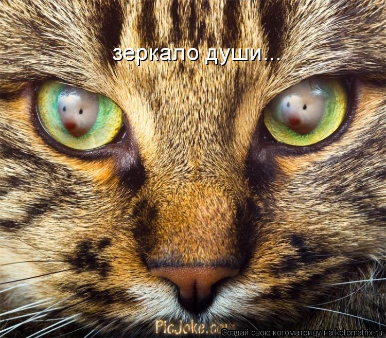 зеркало души...... Котоматрица: зеркало души...