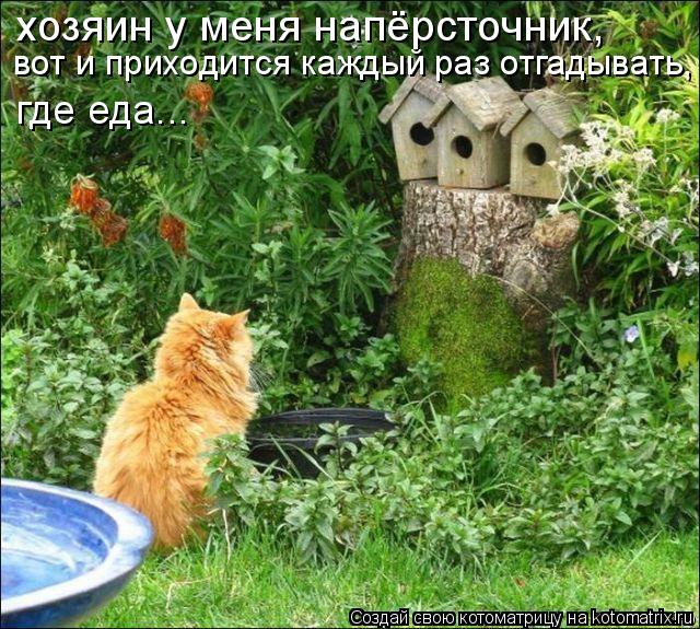 хозяин у меня напёрсточник, вот и приходится каждый раз отгадывать, где еда...... Котоматрица: хозяин у меня напёрсточник, вот и приходится каждый раз отгадывать, где еда...