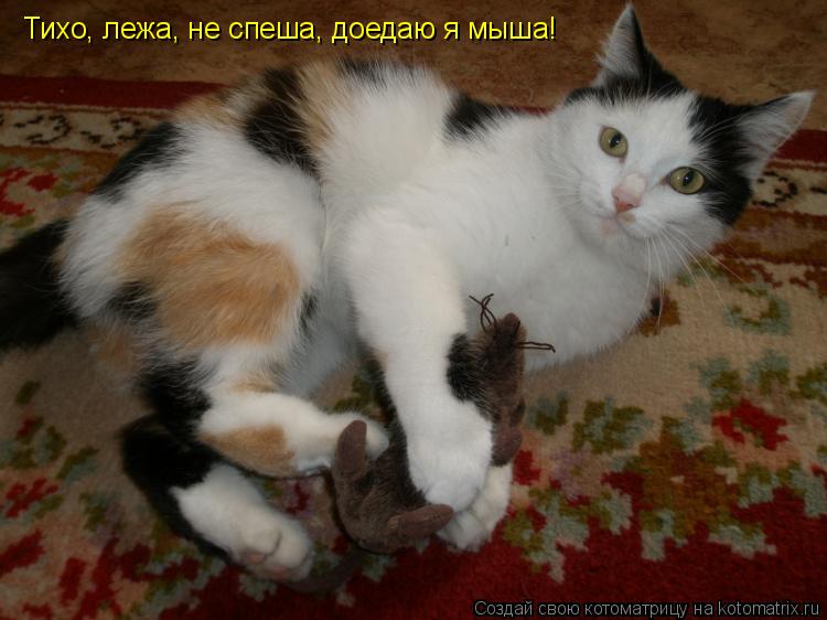 Тихо, лежа, не спеша, доедаю я мыша!... Котоматрица: Тихо, лежа, не спеша, доедаю я мыша!