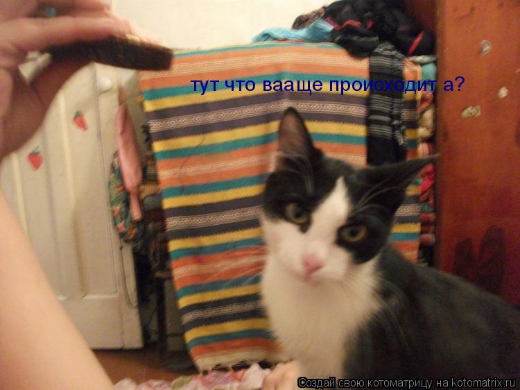 тут что вааще происходит а?... Котоматрица: тут что вааще происходит а?