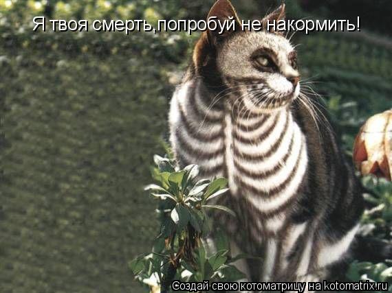 Я твоя смерть,попробуй не накормить!... Котоматрица: Я твоя смерть,попробуй не накормить!