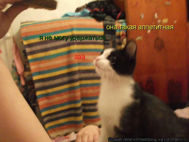 она такая аппетитная я не могу удержаться ааа... Котоматрица: она такая аппетитная я не могу удержаться ааа