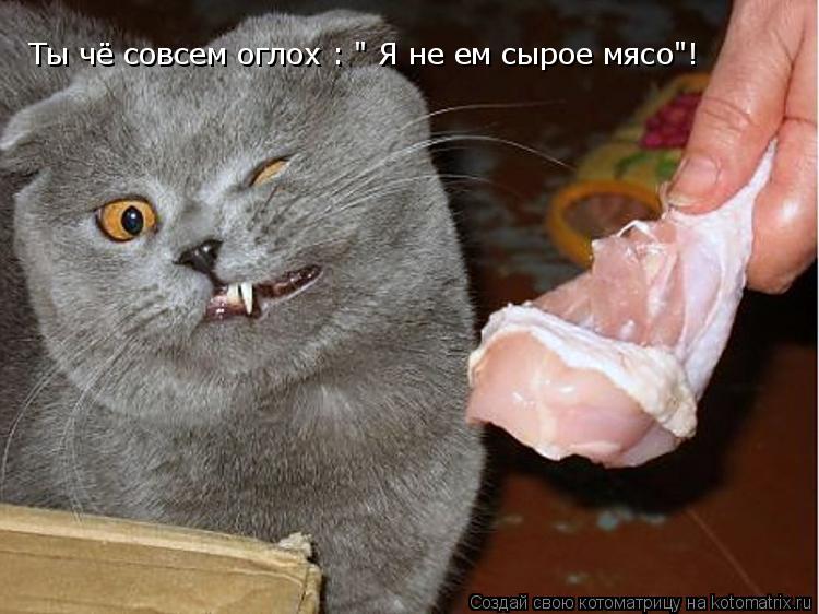 Ты чё совсем оглох : " Я не ем сырое мясо"!... Котоматрица: Ты чё совсем оглох : " Я не ем сырое мясо"!