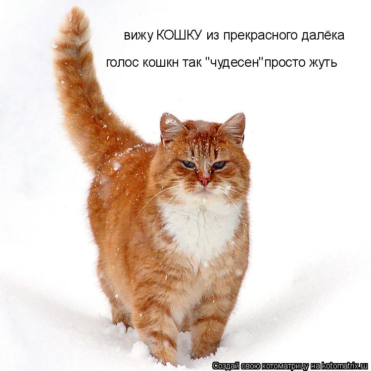 вижу КОШКУ из прекрасного далёка голос кошкн так ''чудесен''просто жуть... Котоматрица: вижу КОШКУ из прекрасного далёка голос кошкн так ''чудесен''просто жуть