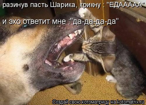 разинув пасть Шарика, крикну : "ЕДААААА" и эхо ответит мне :"да-да-да-да"... Котоматрица: разинув пасть Шарика, крикну : "ЕДААААА" и эхо ответит мне :"да-да-да-да"