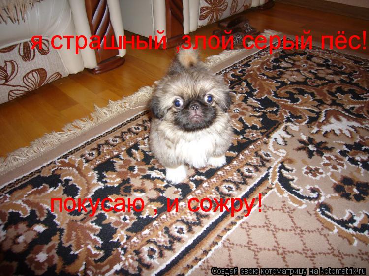 я страшный ,злой серый пёс!!! покусаю , и сожру! я страшный ,злой серый пёс!!! покусаю , и сожру! ... Котоматрица: я страшный ,злой серый пёс!!! покусаю , и сожру! я страшный ,злой серый пёс!!! покусаю , и сожру! покусаю , и сожру!