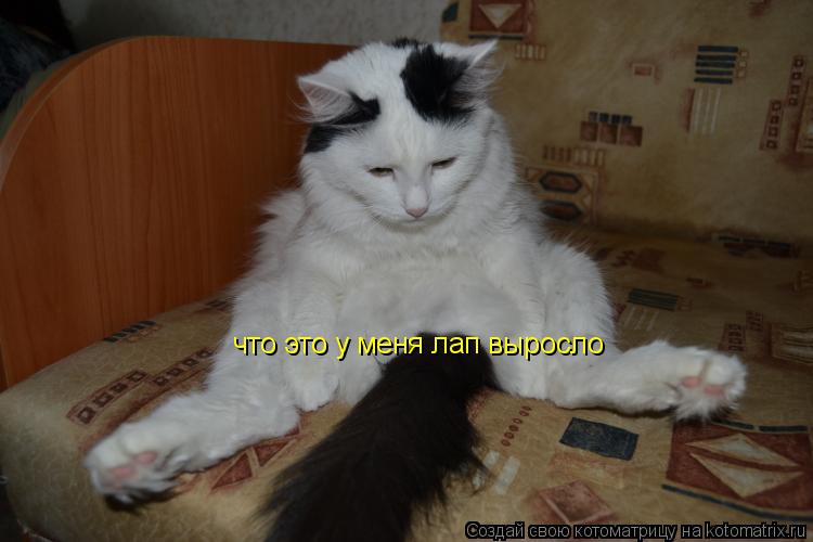 что это у меня лап выросло... Котоматрица: что это у меня лап выросло
