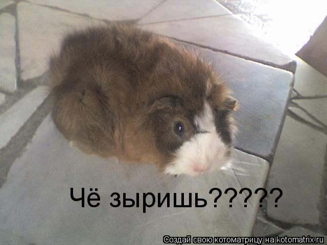 Чё зыришь?????... Котоматрица: Чё зыришь?????