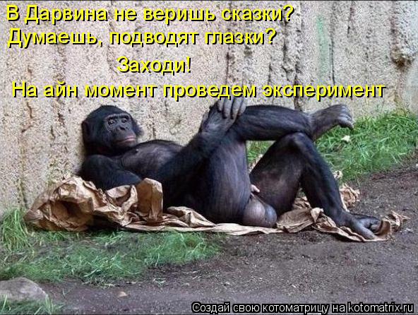 В Дарвина не веришь сказки? Думаешь, подводят глазки? На айн момент проведем эксперимент Заходи!... Котоматрица: В Дарвина не веришь сказки? Думаешь, подводят глазки? На айн момент проведем эксперимент Заходи!
