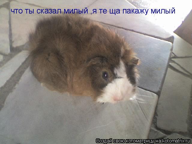 что ты сказал милый ,я те ща пакажу милый... Котоматрица: что ты сказал милый ,я те ща пакажу милый