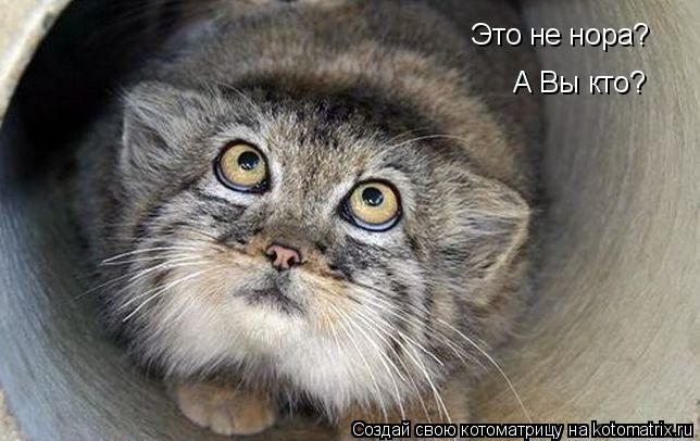 Это не нора? А Вы кто?... Котоматрица: Это не нора? А Вы кто?