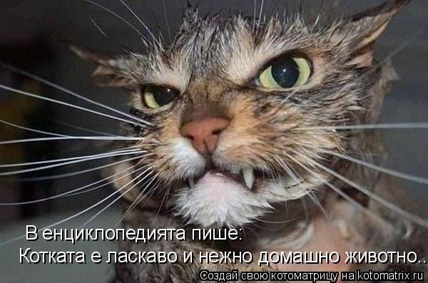 В енциклопедията пише: Котката е ласкаво и нежно домашно животно...... Котоматрица: В енциклопедията пише: Котката е ласкаво и нежно домашно животно...
